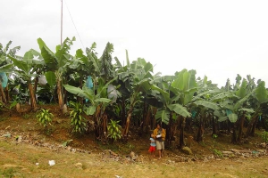 © OVCRE/Maria Rowena Beatriz Q. Inzon