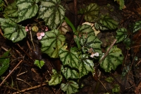 Three new species of Begonia found in Samar Island, Philippines